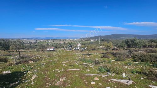 Arsa-Zeytinlik
