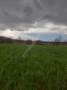 Arsa-Tarla