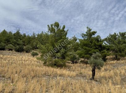 Arsa-Zeytinlik