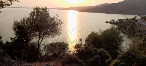 Arsa-Zeytinlik