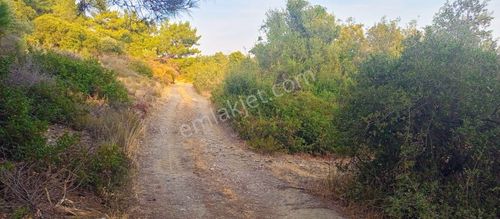 Arsa-Zeytinlik