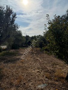Arsa-Zeytinlik