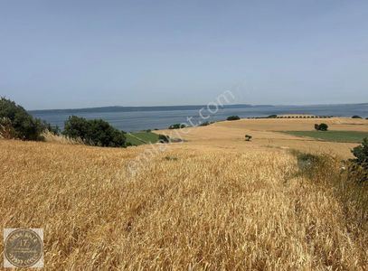 Arsa-Tarla