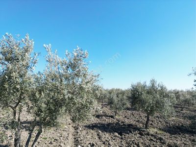 Arsa-Zeytinlik