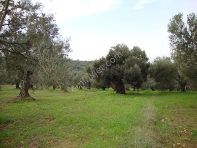Arsa-Zeytinlik