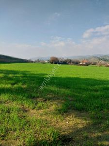 Arsa-Zeytinlik
