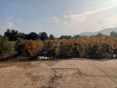 Arsa-Zeytinlik