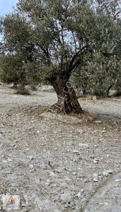 Arsa-Bağ & Bahçe