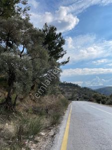 Arsa-Zeytinlik