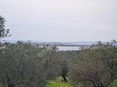 Arsa-Zeytinlik