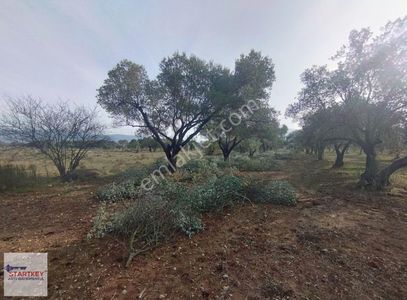Arsa-Zeytinlik