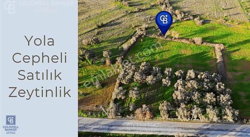 Arsa-Zeytinlik