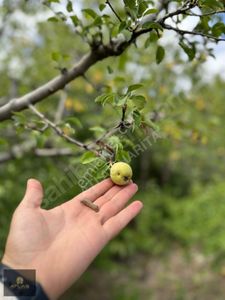 Arsa-Konut İmarlı