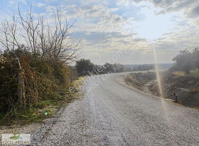 Arsa-Zeytinlik
