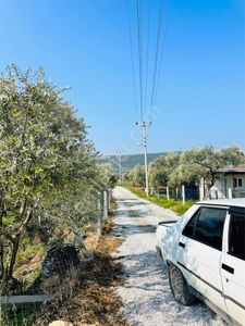 Arsa-Zeytinlik