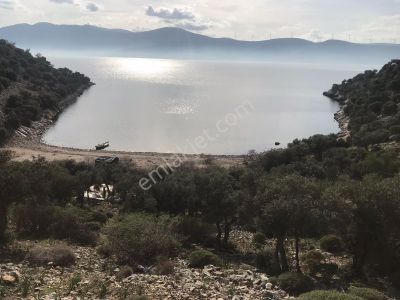 Arsa-Zeytinlik