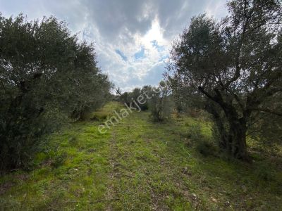 Arsa-Zeytinlik
