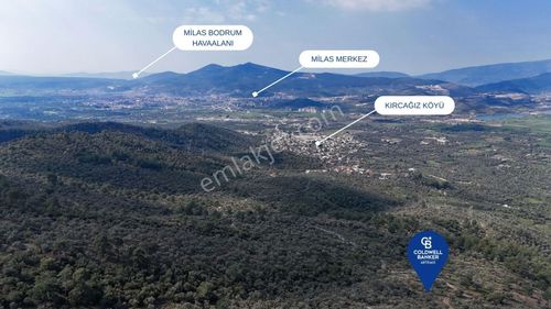 Arsa-Zeytinlik