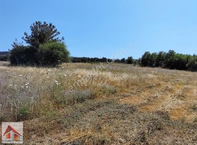 Arsa-Tarla