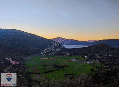 Arsa-Zeytinlik