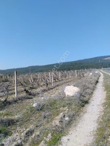 Arsa-Tarla