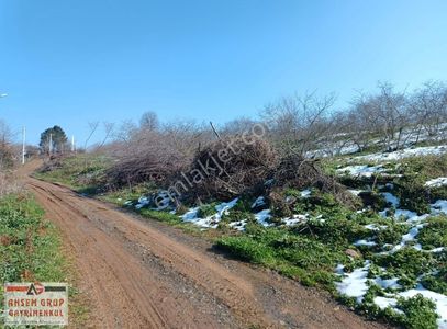 Arsa-Bağ & Bahçe
