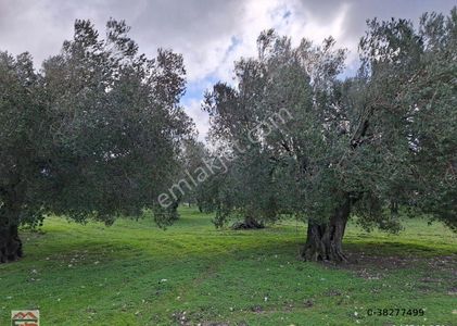 Arsa-Zeytinlik