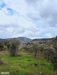 Arsa-Zeytinlik