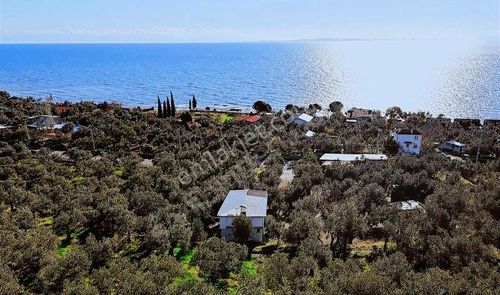 Arsa-Zeytinlik