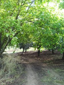 Arsa-Zeytinlik
