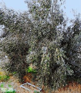 Arsa-Bağ & Bahçe