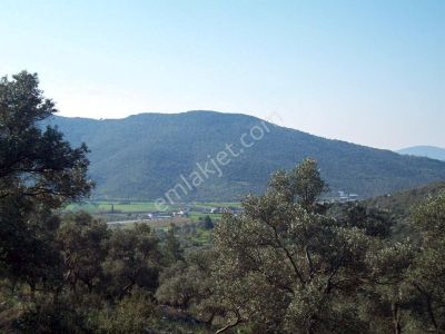Arsa-Zeytinlik
