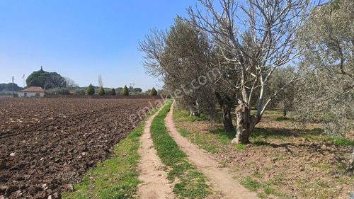 Arsa-Zeytinlik