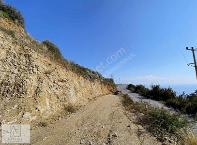 Arsa-Zeytinlik