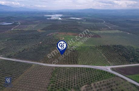 Arsa-Zeytinlik