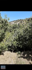 Arsa-Bağ & Bahçe