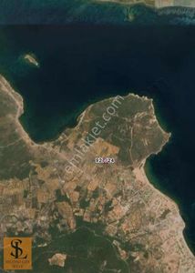 Arsa-Zeytinlik