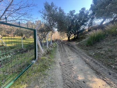 Arsa-Zeytinlik