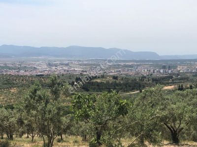 Arsa-Zeytinlik