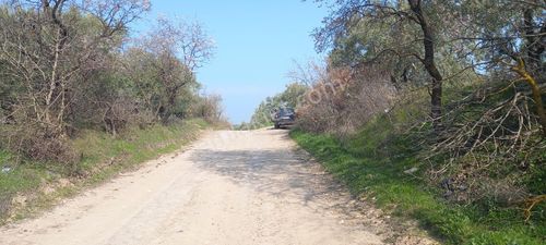 Arsa-Zeytinlik