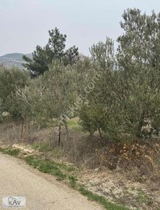 Arsa-Bağ & Bahçe