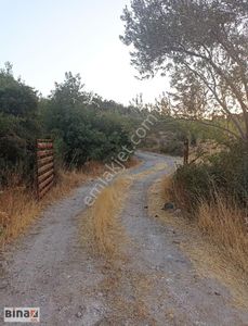Arsa-Zeytinlik