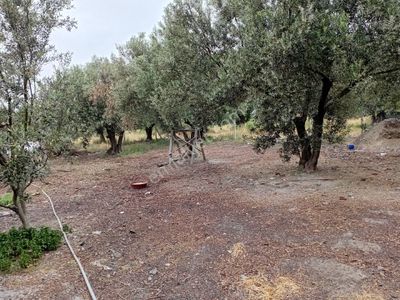 Arsa-Konut İmarlı