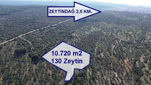 Arsa-Zeytinlik