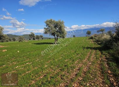 Arsa-Konut İmarlı