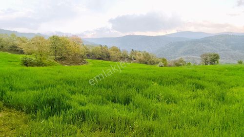 Arsa-Tarla