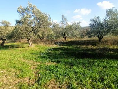 Arsa-Zeytinlik