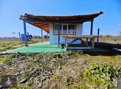 Arsa-Zeytinlik