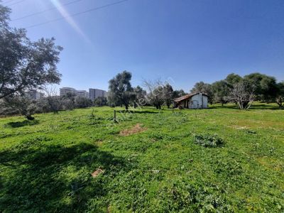 Arsa-Konut İmarlı