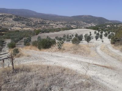 Arsa-Tarla